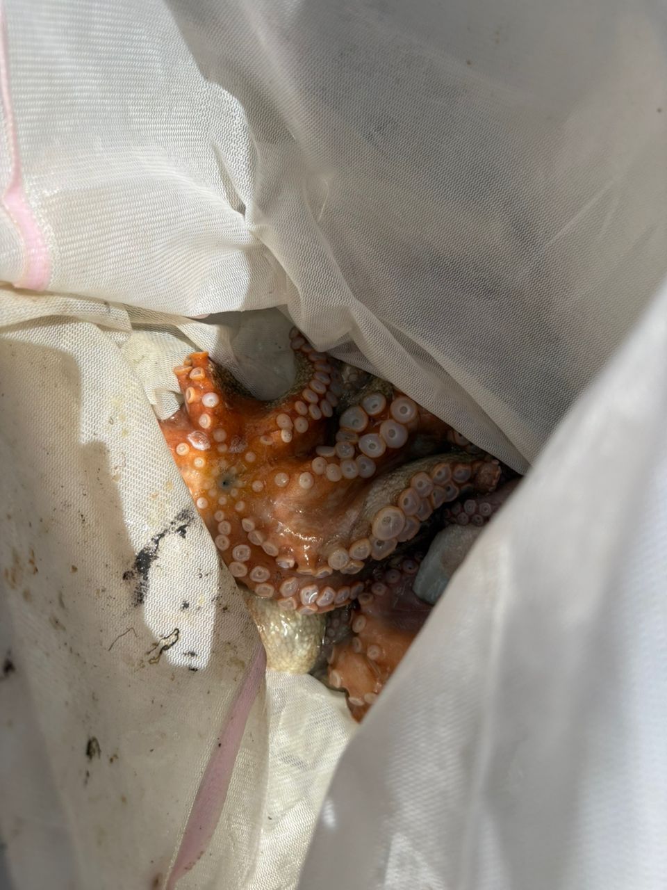 ルナパパさんの釣果 2枚目の画像