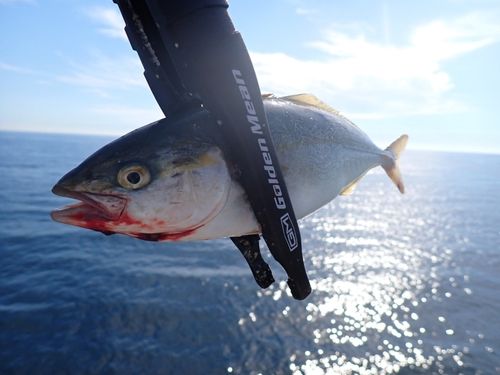 コゾクラの釣果