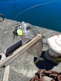 ギンガメアジの釣果