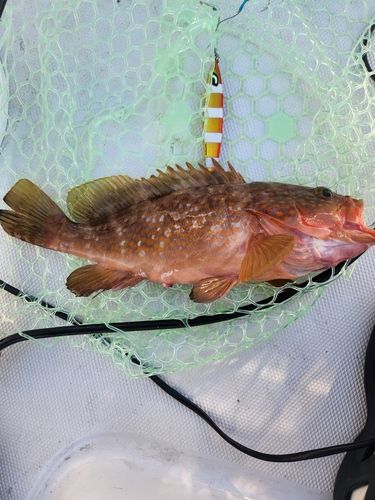 釣果