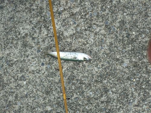 サバの釣果
