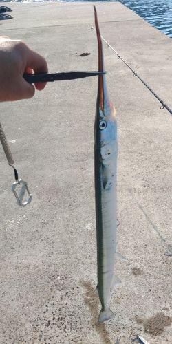 ダツの釣果