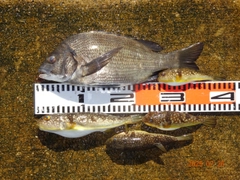 チヌの釣果