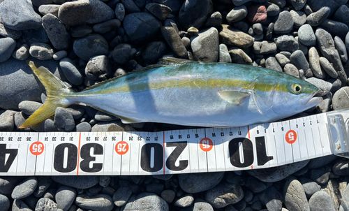 ワカシの釣果