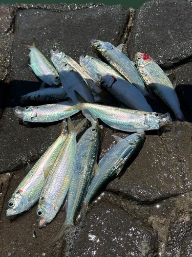 サッパの釣果