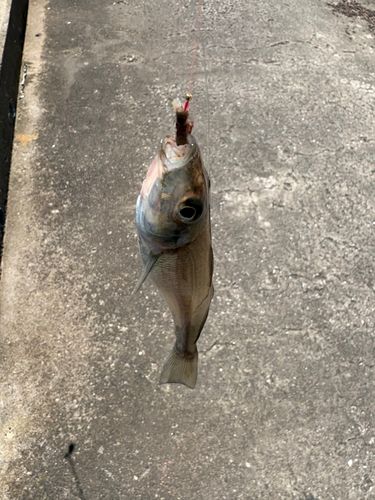 シロギスの釣果