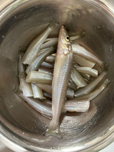 キスの釣果