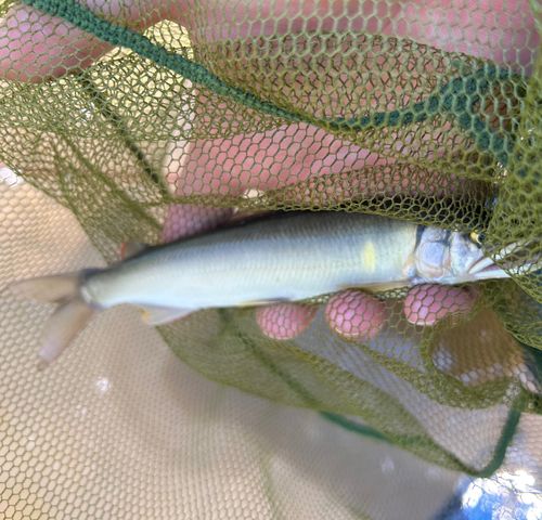 アユの釣果