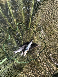 アユの釣果