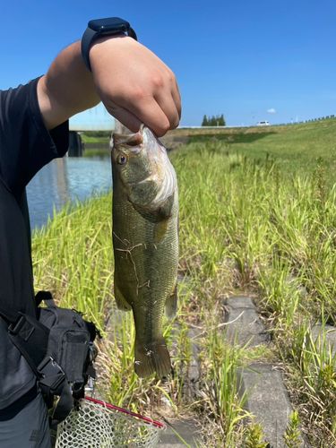 ラージマウスバスの釣果