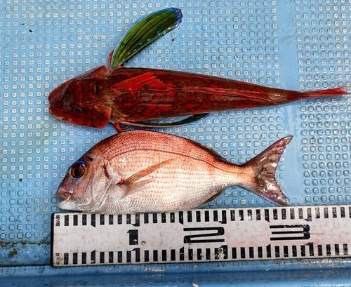 マダイの釣果