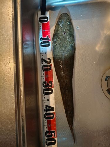 マゴチの釣果