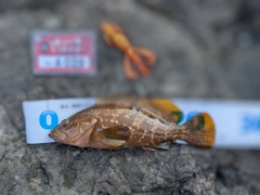 キジハタの釣果