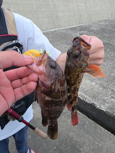 キジハタの釣果