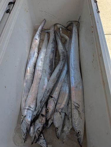 タチウオの釣果