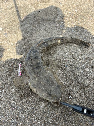 マゴチの釣果