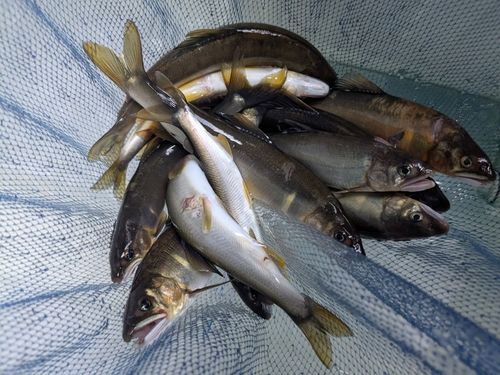 釣果