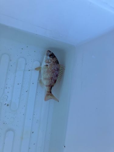 チャリコの釣果