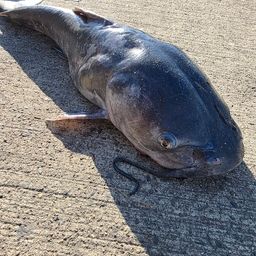 アメリカンキャットフィッシュ