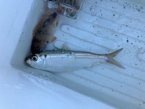 サッパの釣果