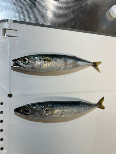 サバの釣果