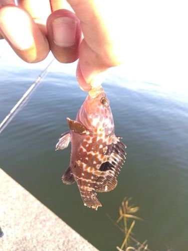 キジハタの釣果