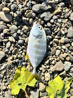 メッキの釣果