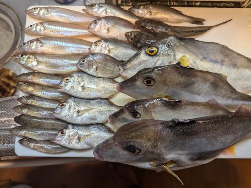 キスの釣果
