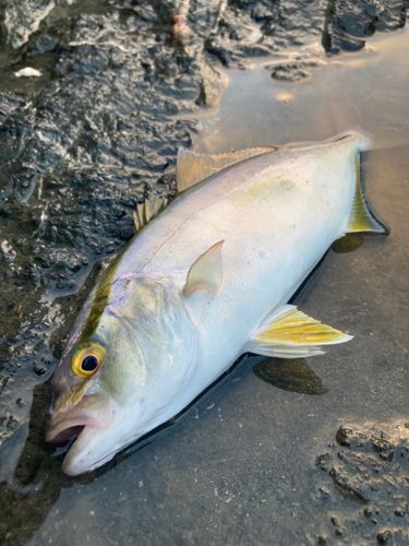 カンパチの釣果