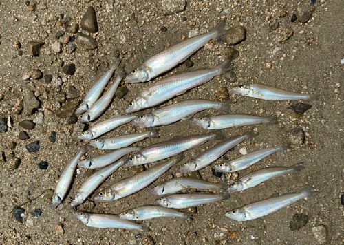 シロギスの釣果