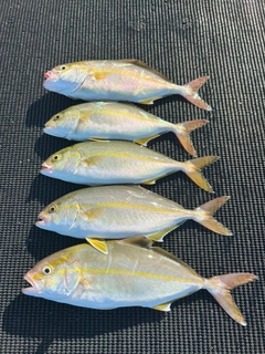 シオの釣果