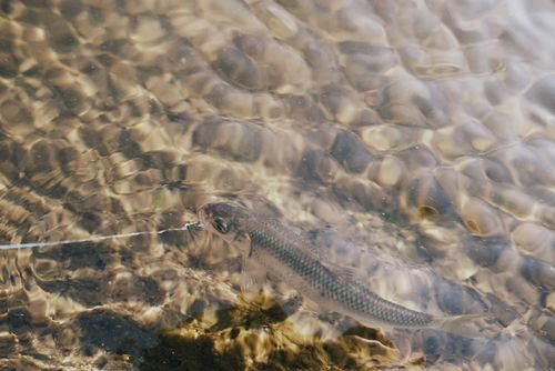 オイカワの釣果