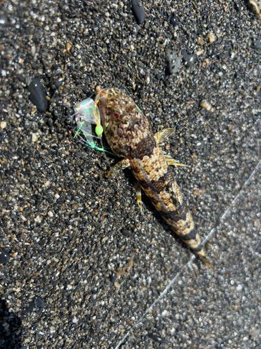 アカエソの釣果