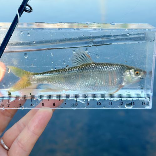 オイカワの釣果