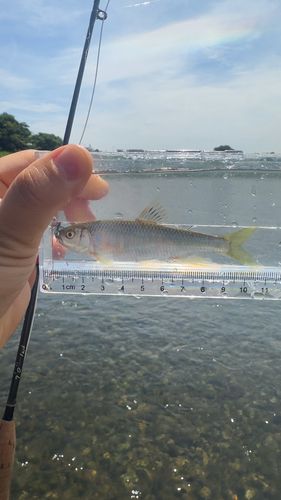 オイカワの釣果