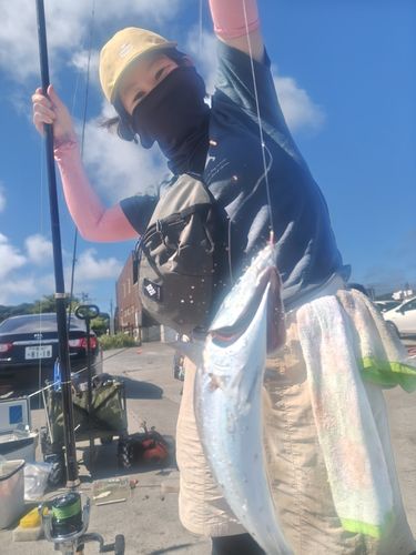 ソウダガツオの釣果