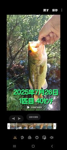 ブラックバスの釣果