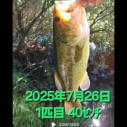 ブラックバス