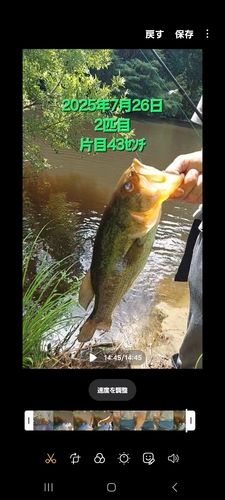 ブラックバスの釣果