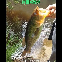 ブラックバス