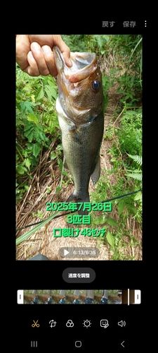 ブラックバスの釣果