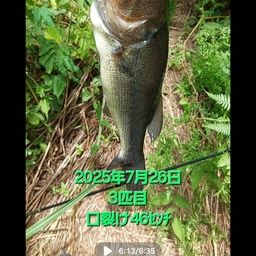 ブラックバス