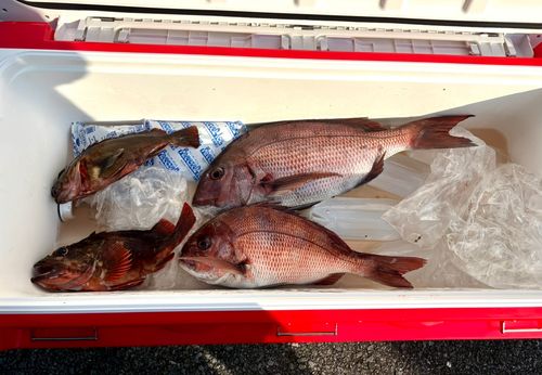 マダイの釣果