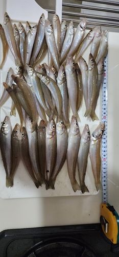 キスの釣果
