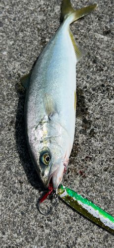 ワカシの釣果