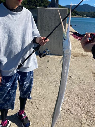 ダツの釣果