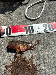 アラカブの釣果