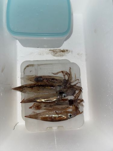 ムギイカの釣果