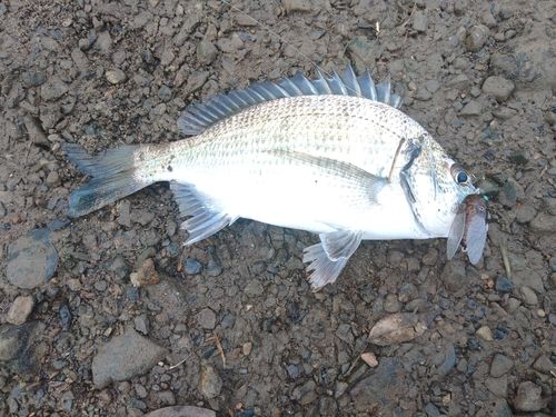 ミナミクロダイの釣果