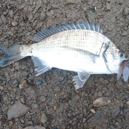 ミナミクロダイ